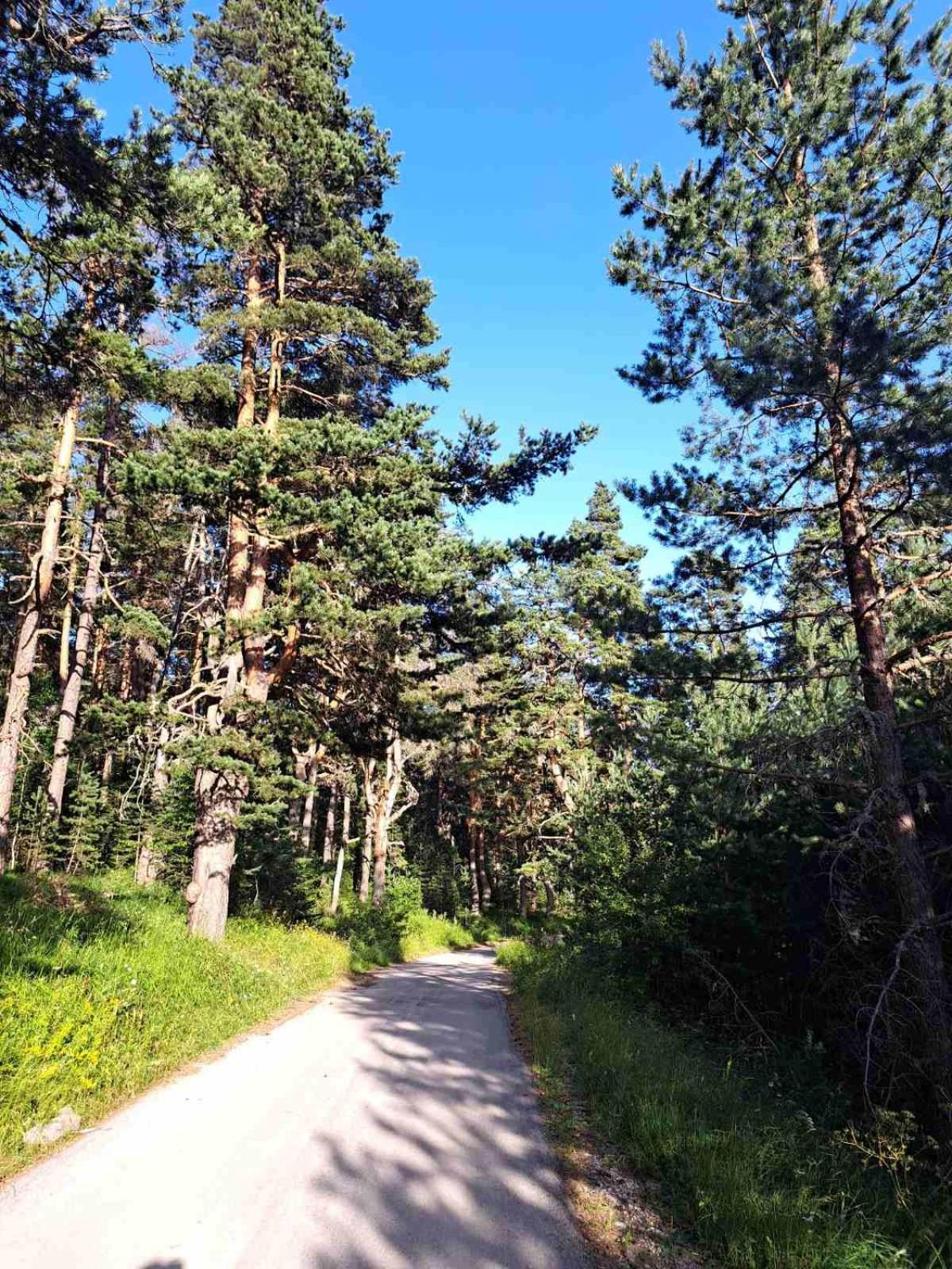 Mountain Peace Cottage Žabljak Zewnętrze zdjęcie